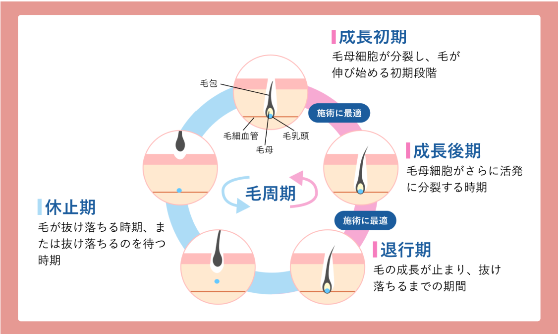 毛周期