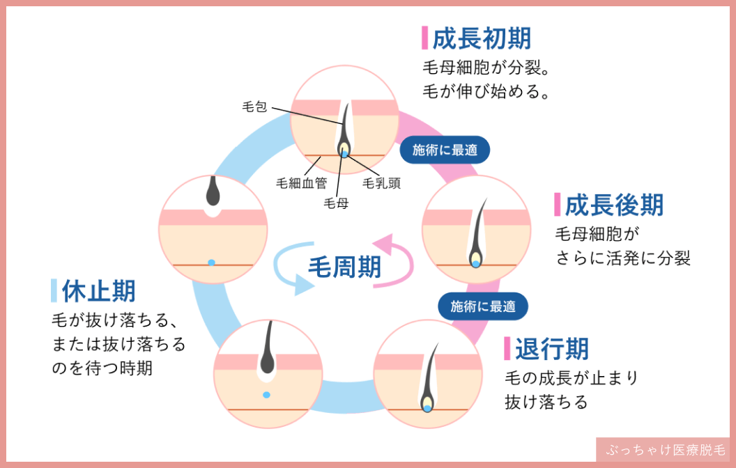 毛周期の説明図解new