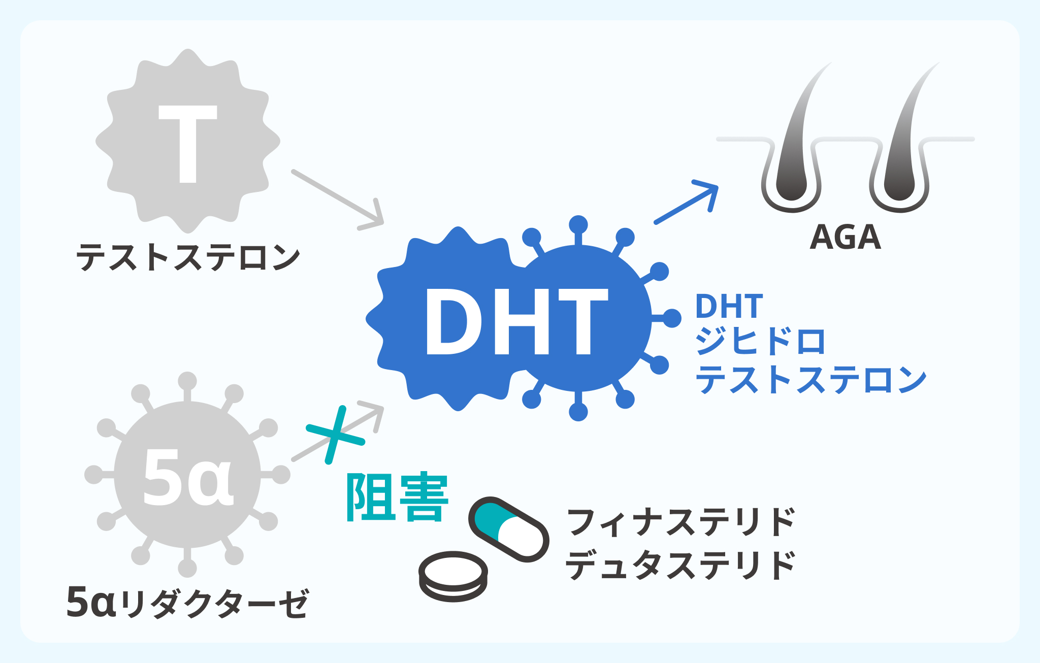DMMオンラインクリニックのフィナステリドがAGAに作用する働きイメージ