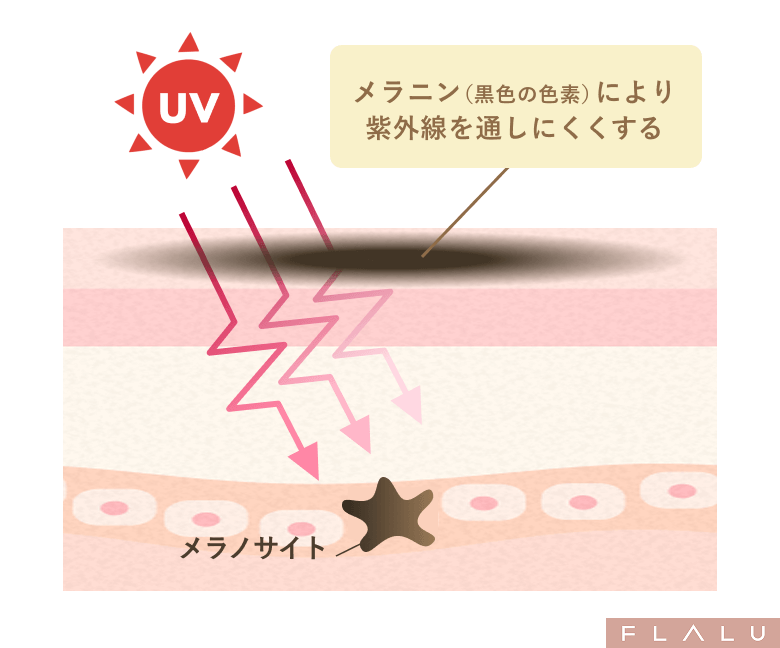 初めてのシミ治療_メラニンが紫外線ブロック_250925