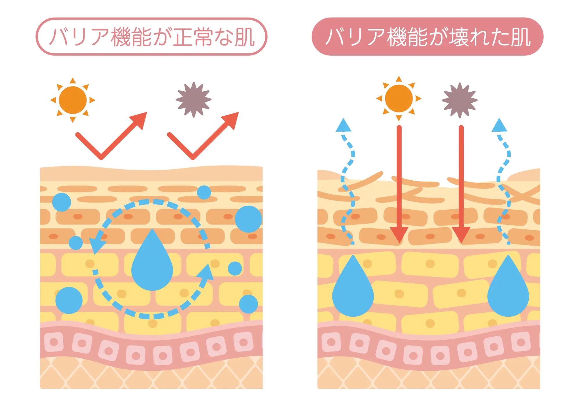 肌の構造_バリア機能