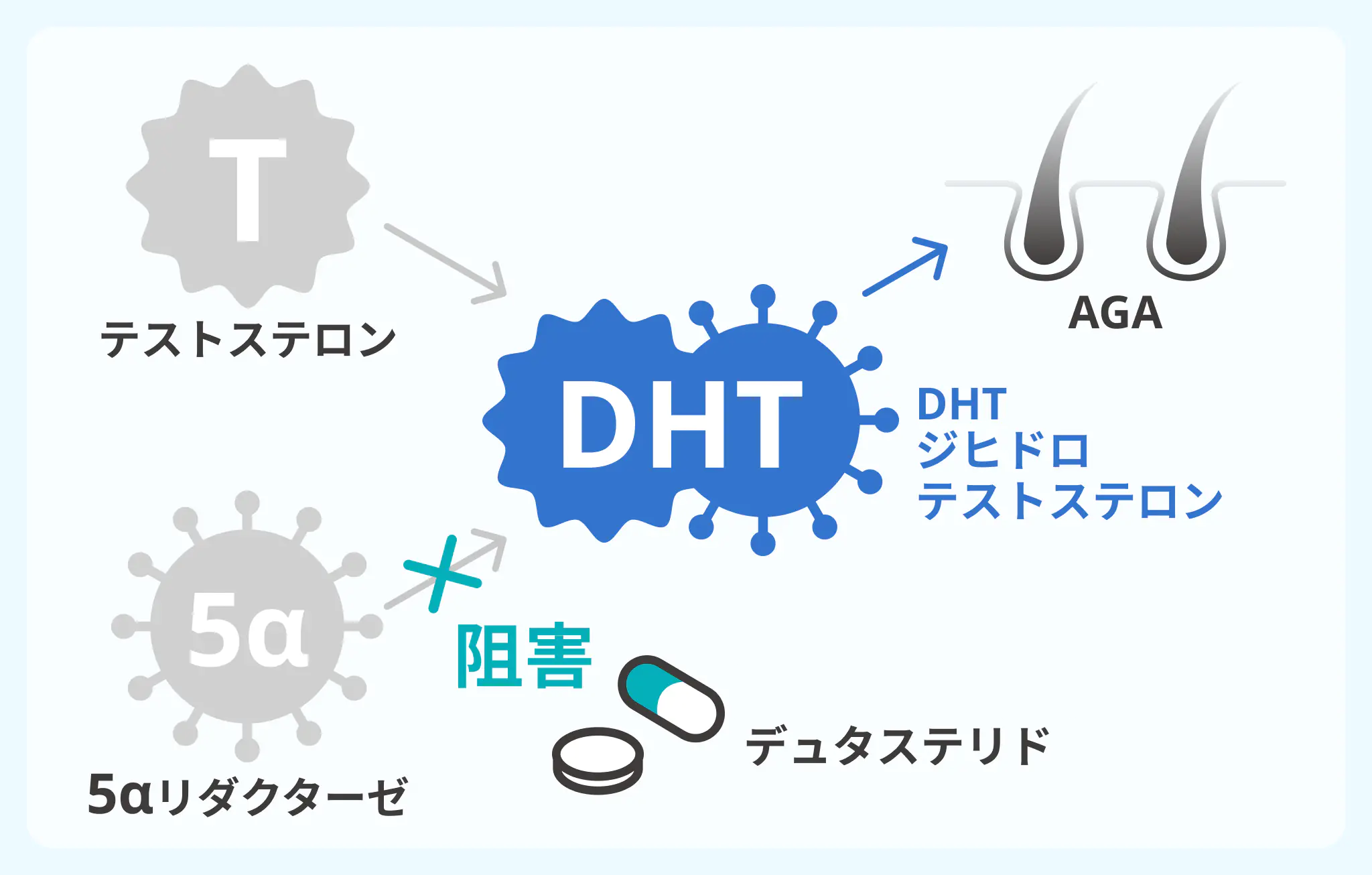 デュタステリドの作用機序イメージ