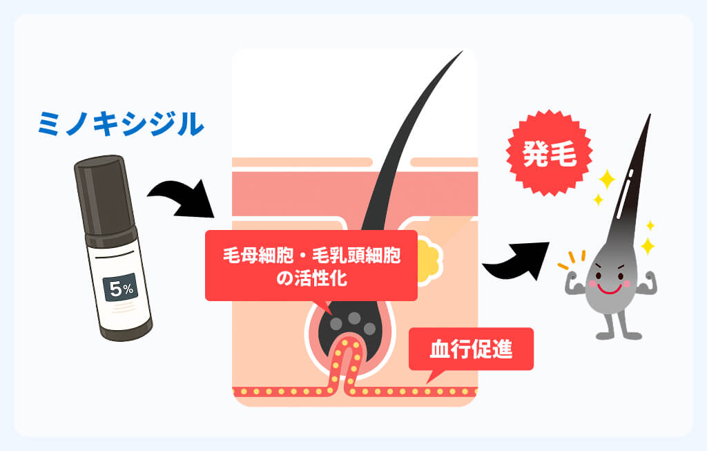 ミノキシジルの作用機序イメージ