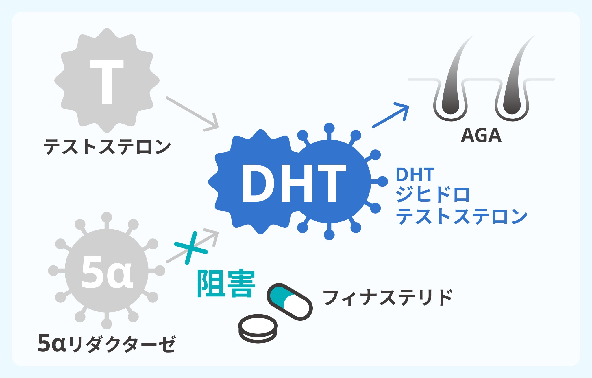 フィナステリド・デュタステリドの作用機序イメージ