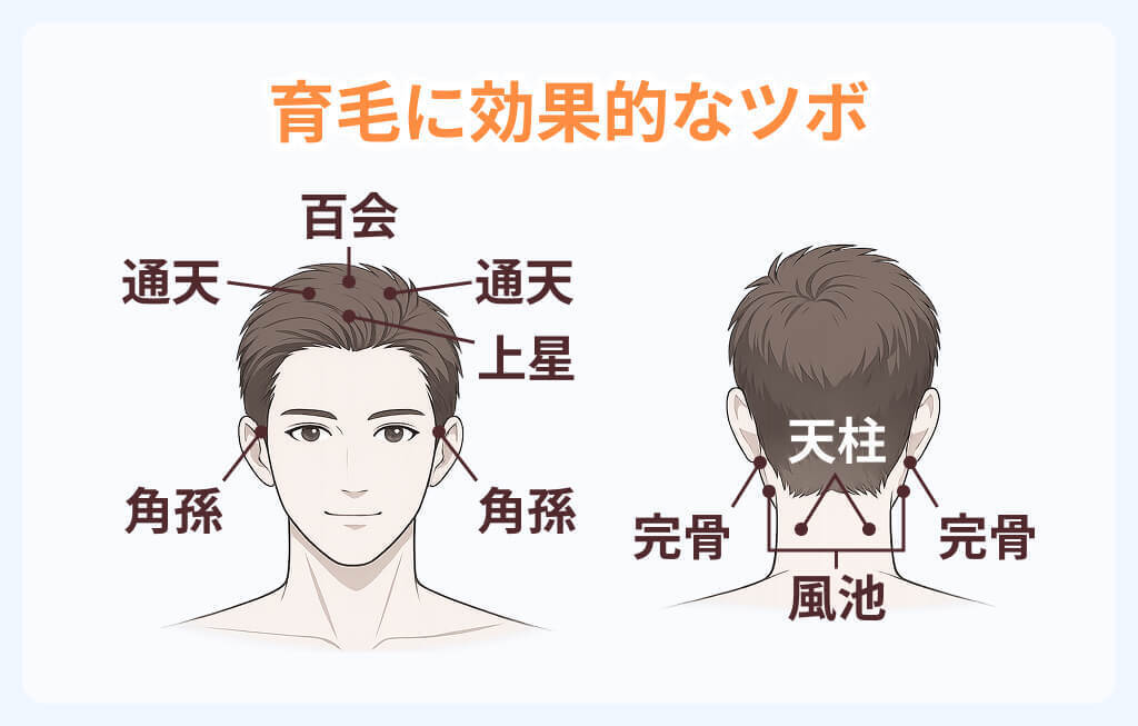 髪を増やす・生やす効果が期待できるツボのイメージ