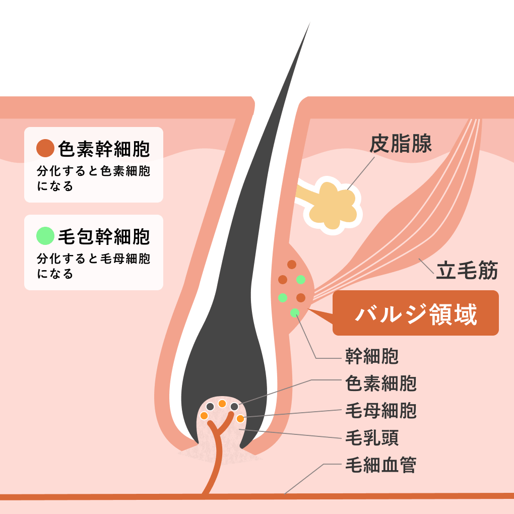 バルジ領域_脱毛_元画像 (1)
