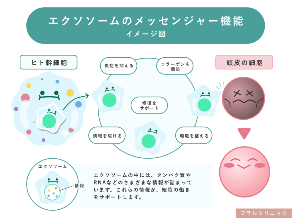 3_エクソソーム_エクソソームとは？