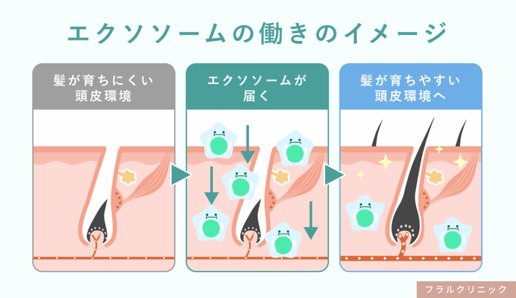 4_エクソソーム_働きのイメージ